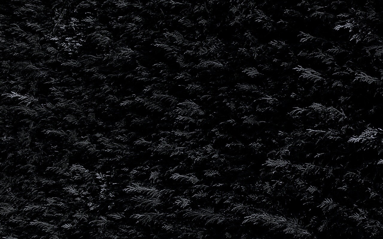 Густые хвойные заросли обои