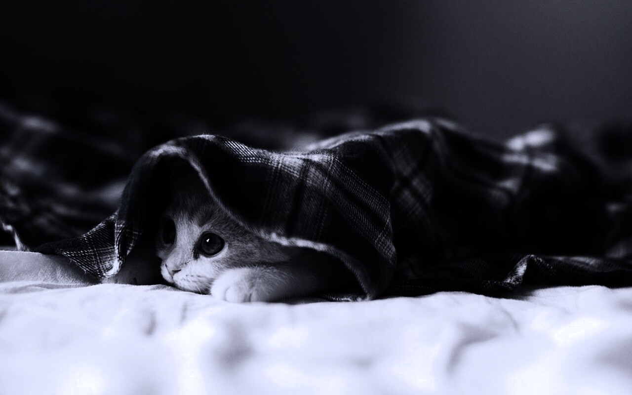 Котенок под одеялом обои