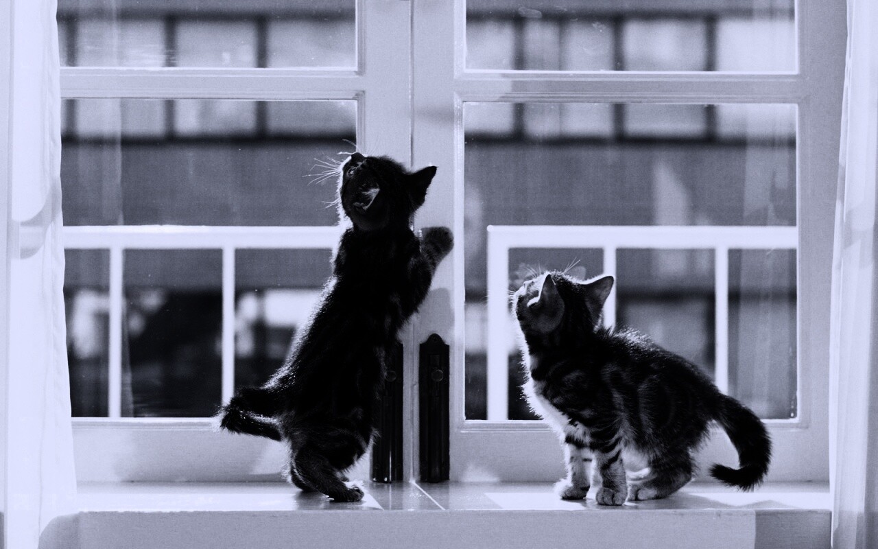 Котята у окна обои