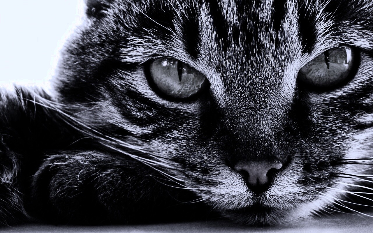Пристальный кошачий взгляд обои