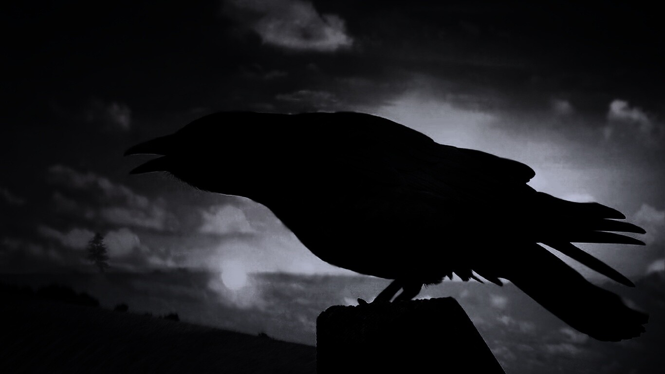 Чёрный ворон обои