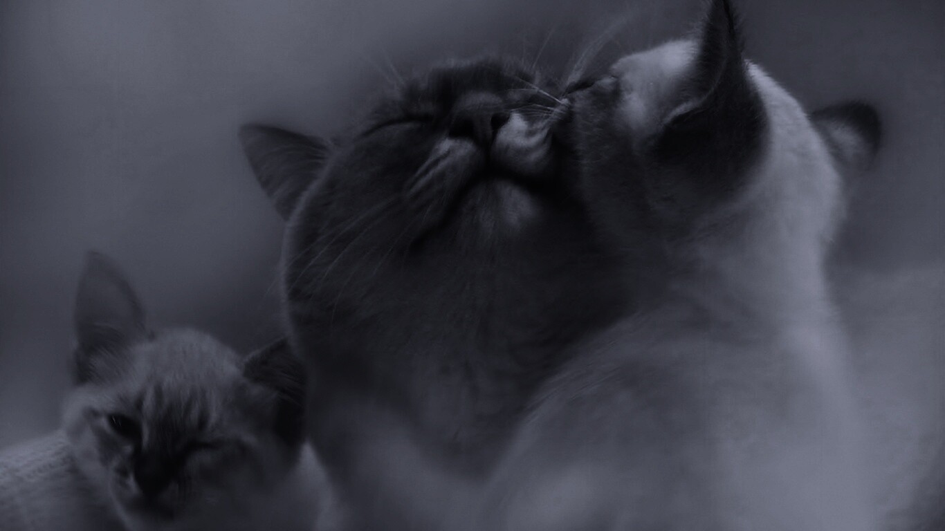 Котята с мамой обои