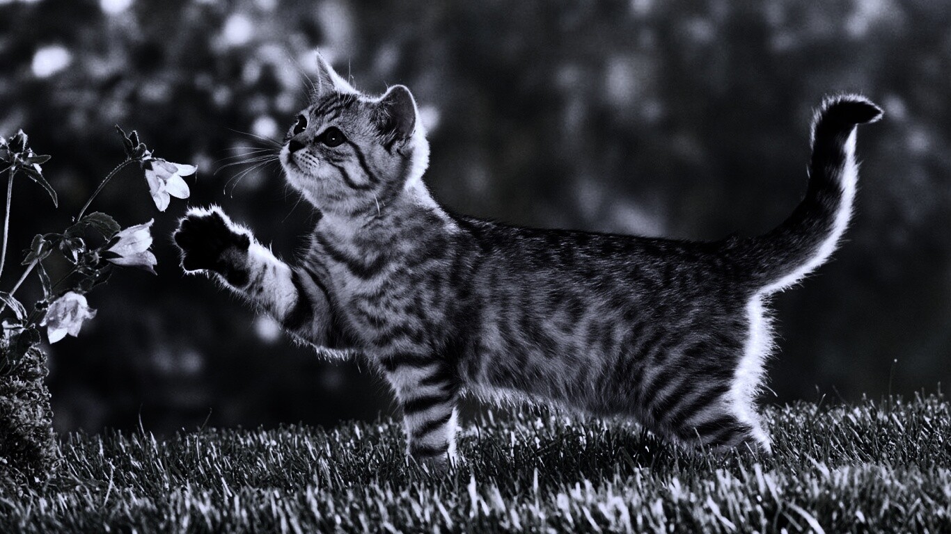 Котенок играет с цветами обои