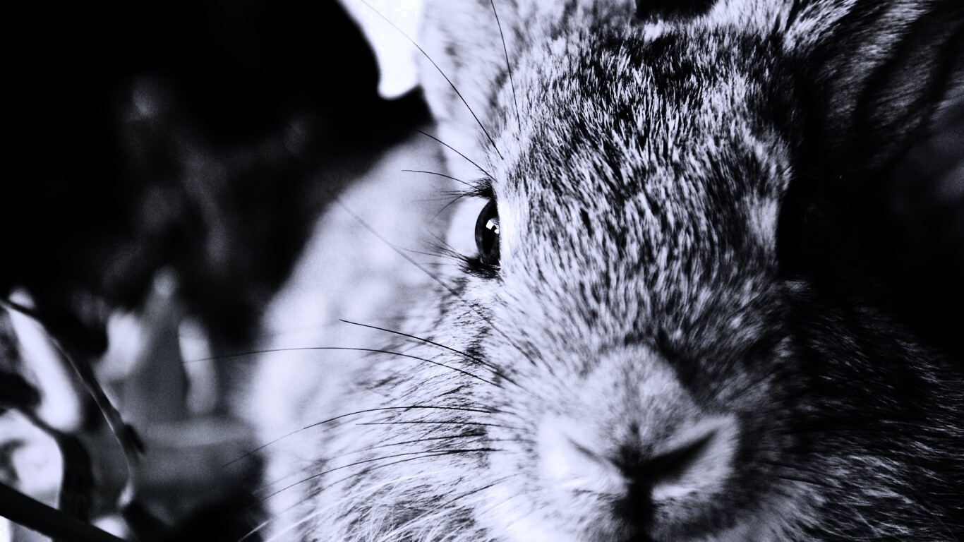 Кролик 1920х1080