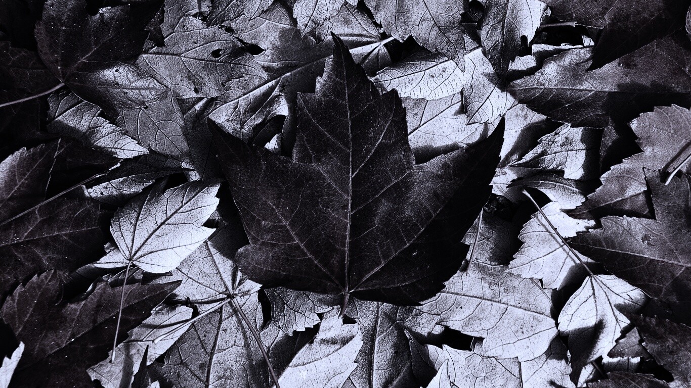 Флаг Канады из листьев обои