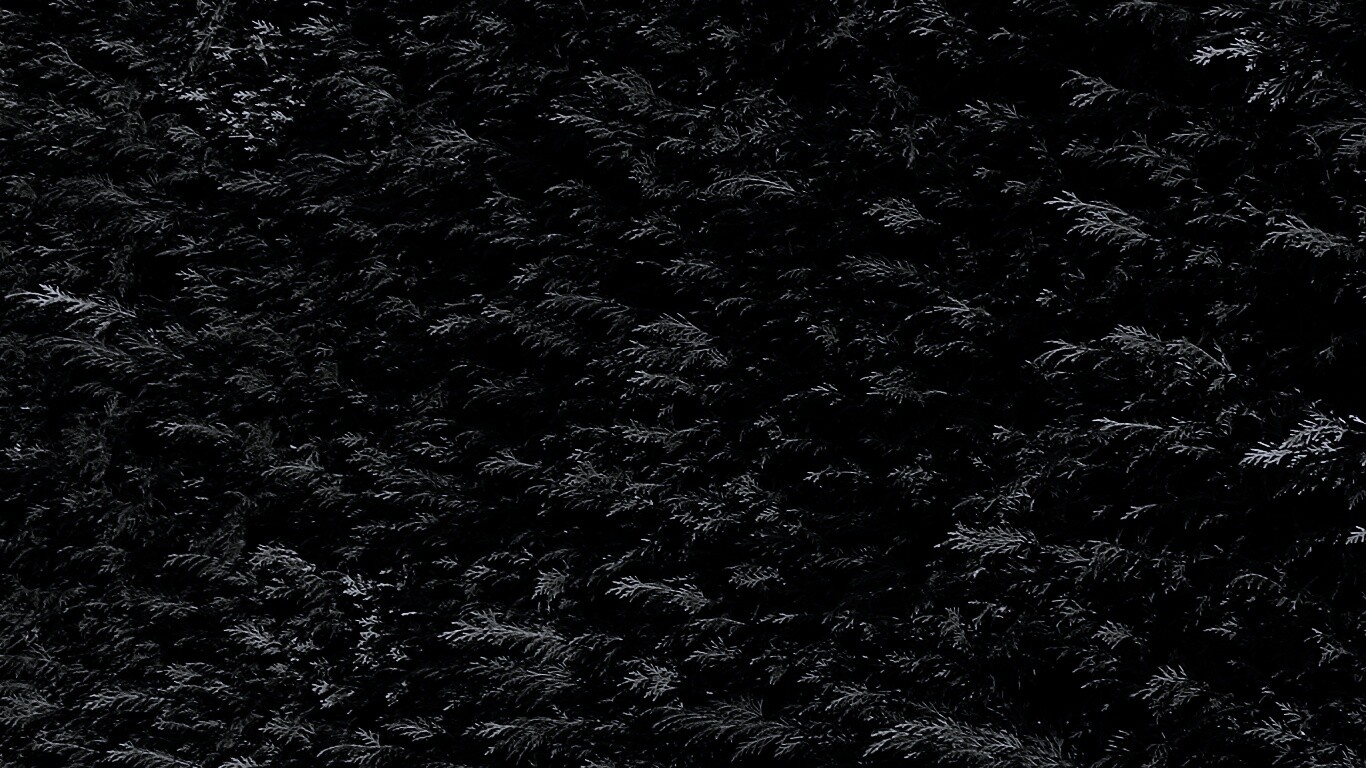 Густые хвойные заросли обои