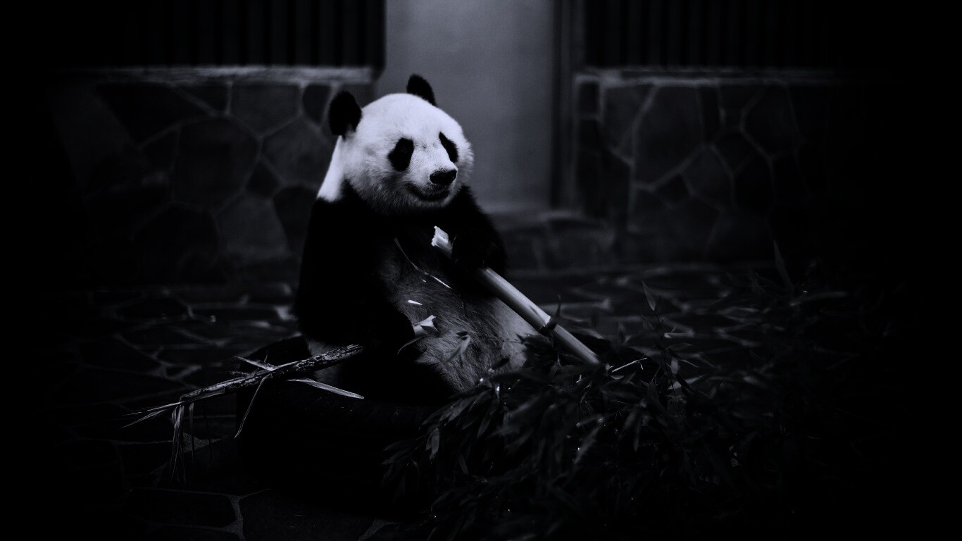 Панда точит бамбук обои