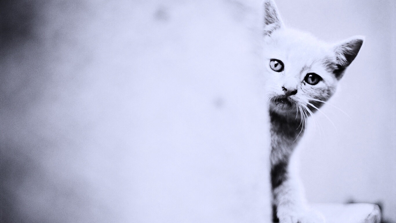 Котик из-за угла обои