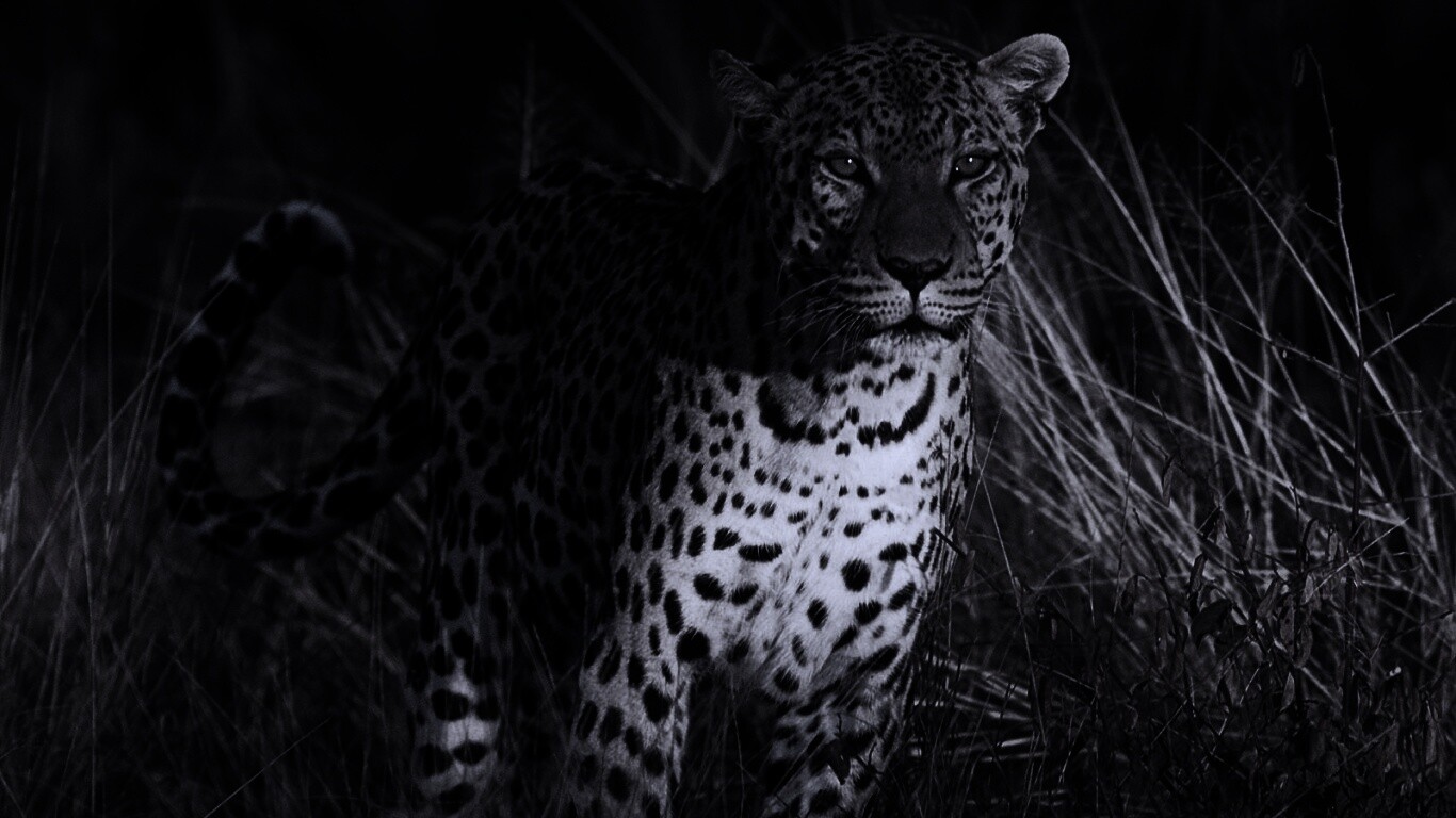 Леопард в природе черно белое