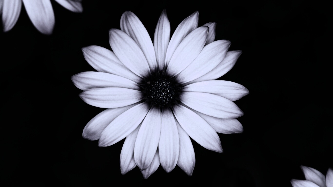 Макро фотография цветка обои