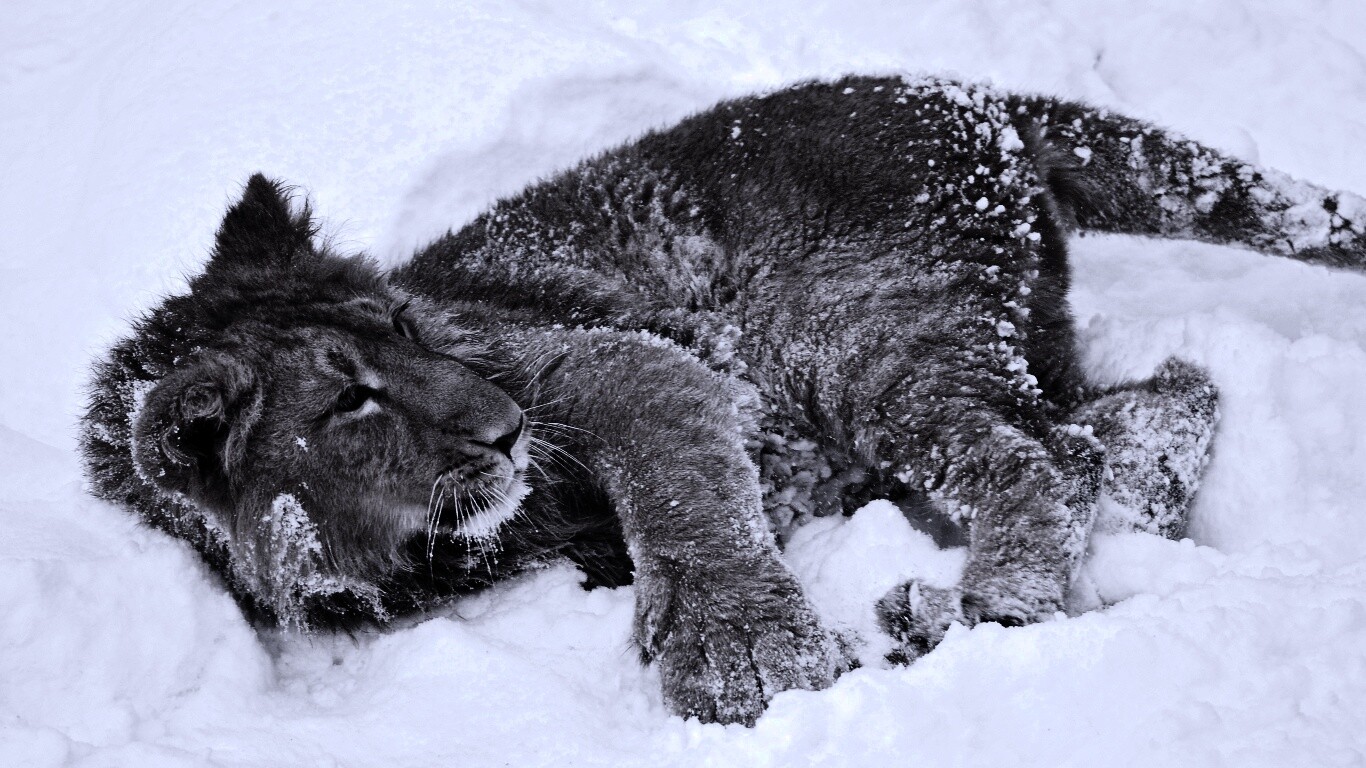 Львёнок в снегу обои