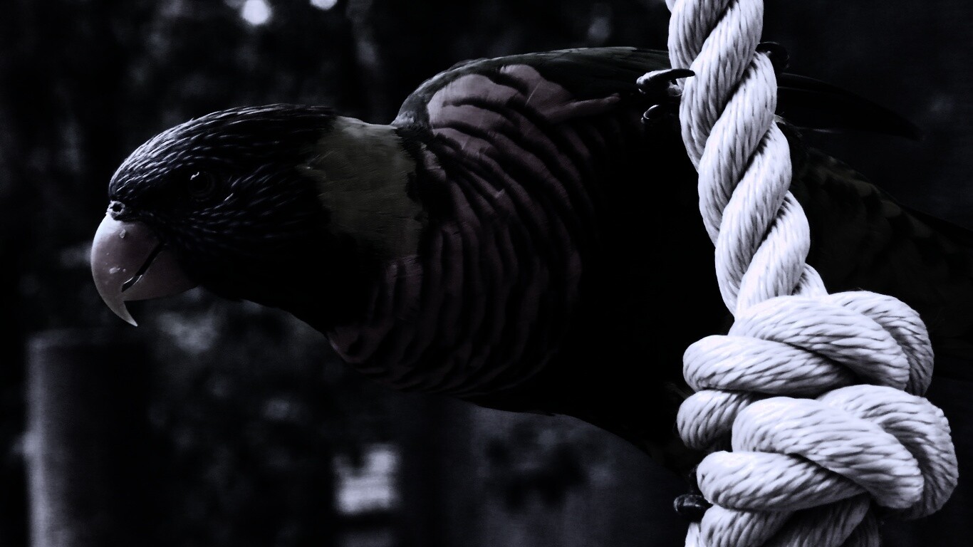 Попугай на канате обои