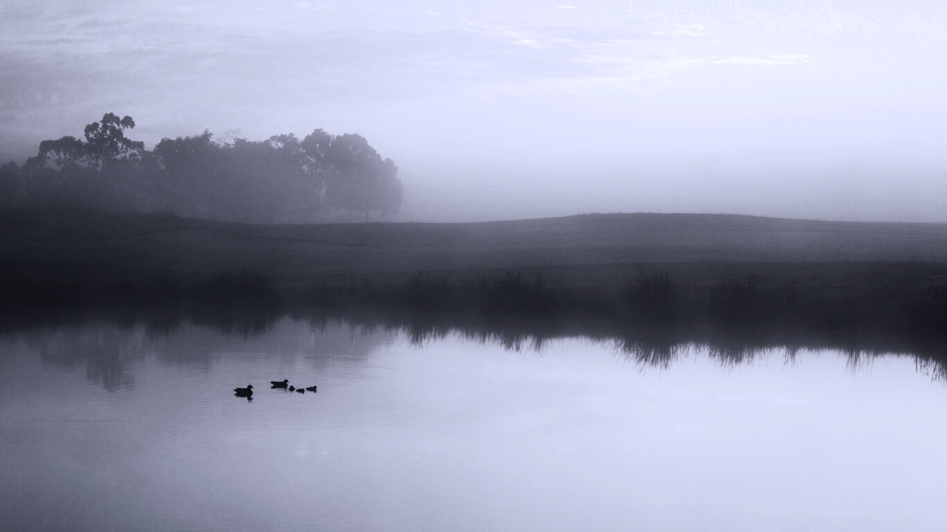 Ducks on a Misty Pond обои
