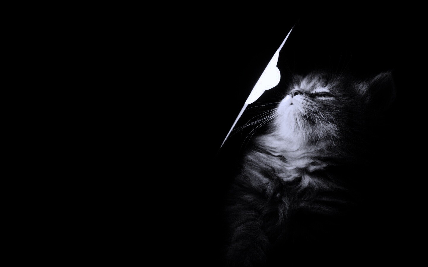 Котя на свету обои