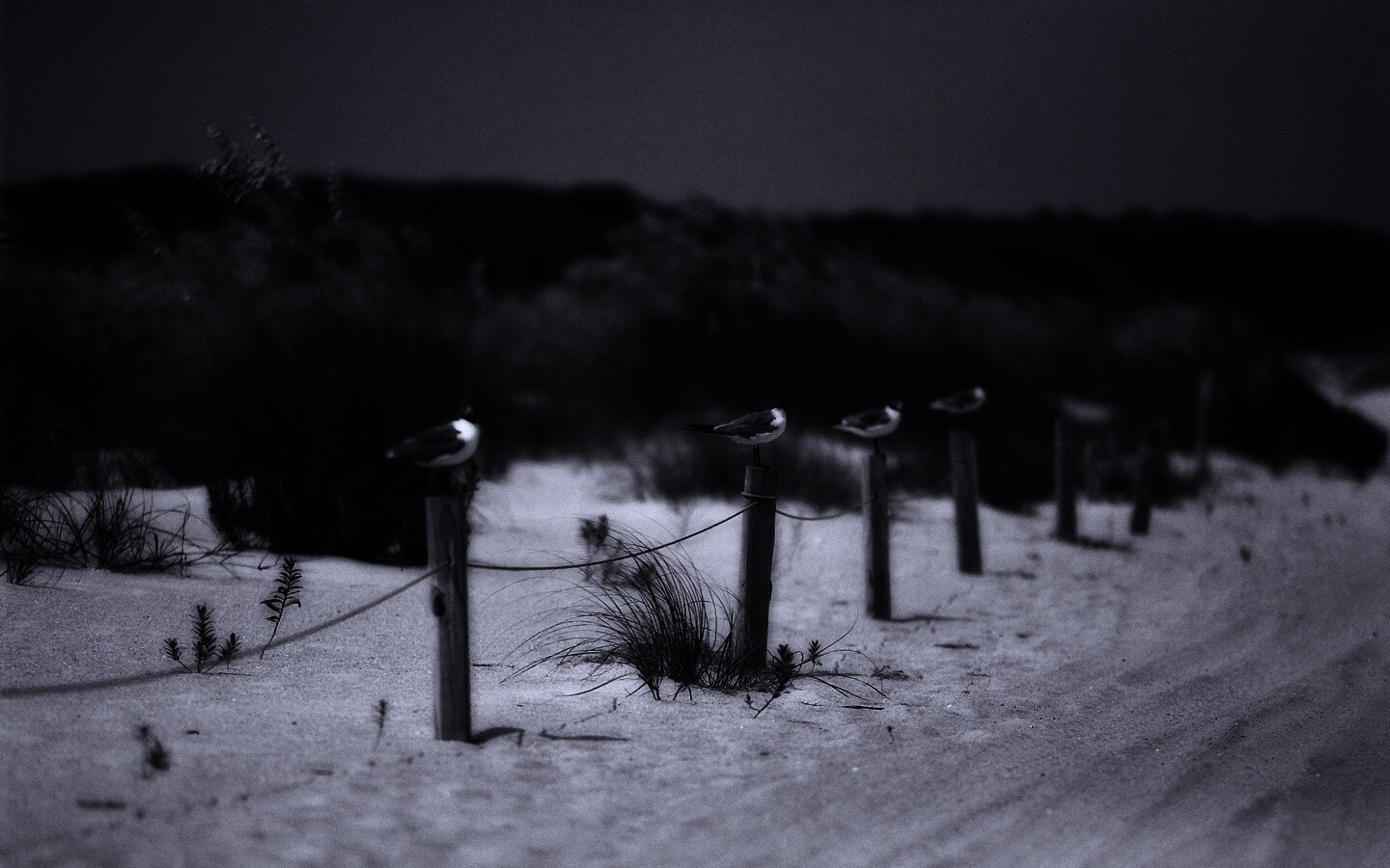 Птички на столбиках обои