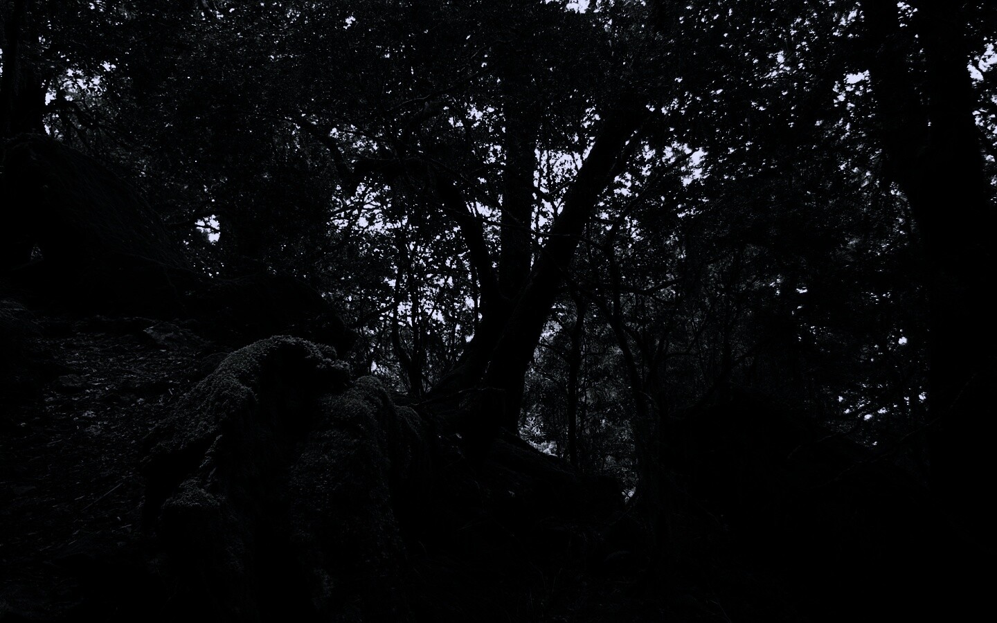 Чаща мшистого леса обои