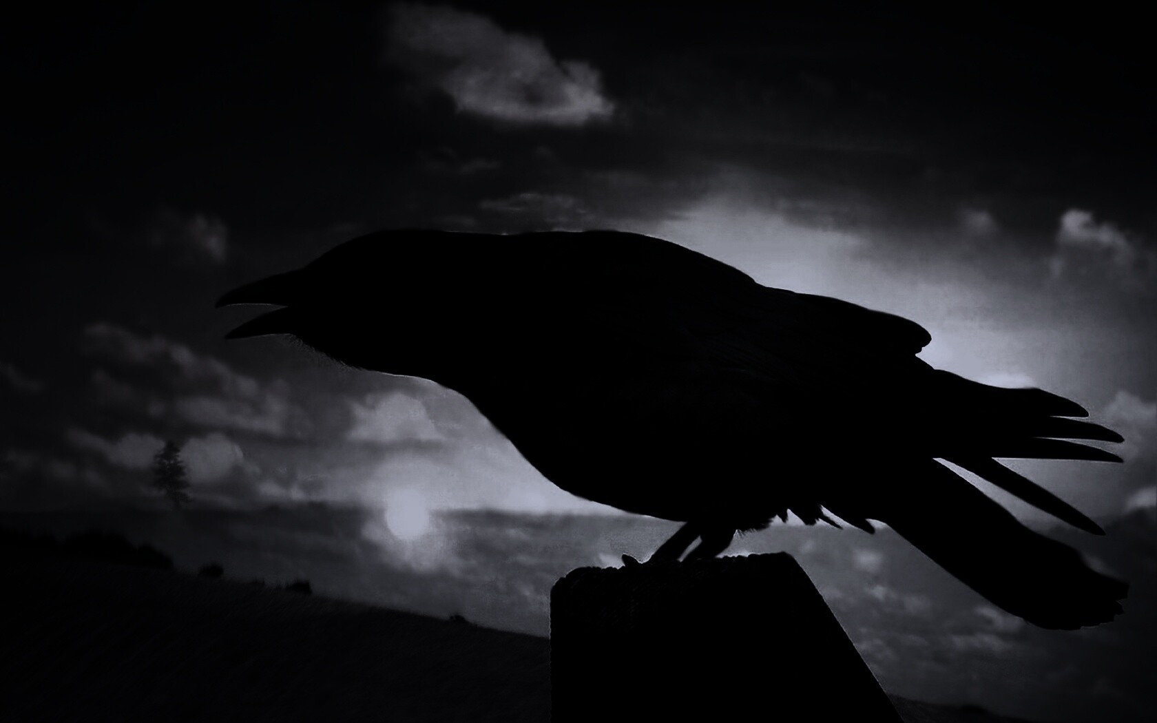 Чёрный ворон обои
