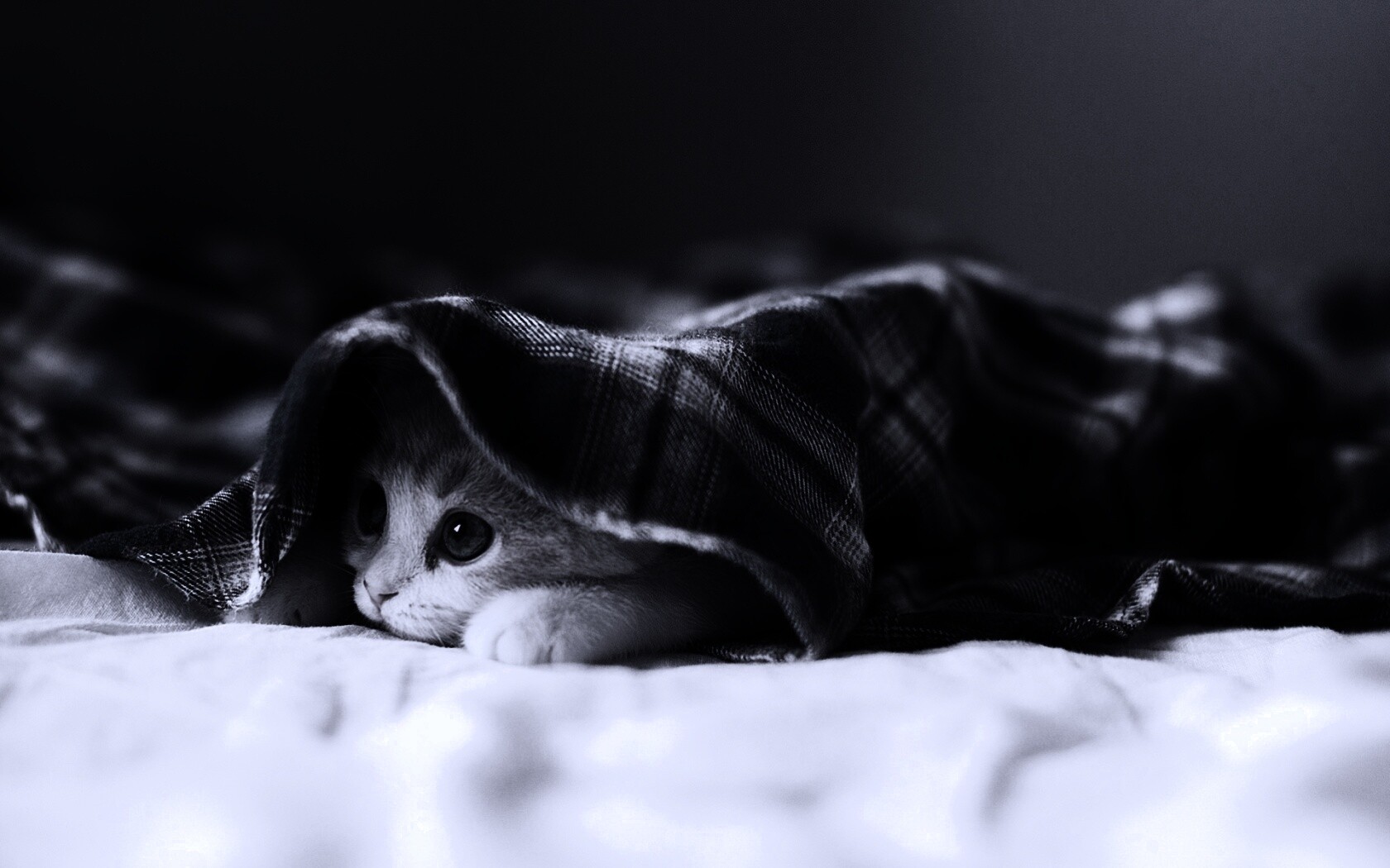 Котенок под одеялом обои