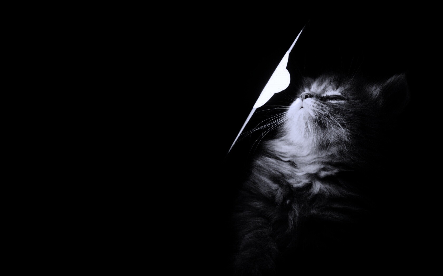 Котя на свету обои