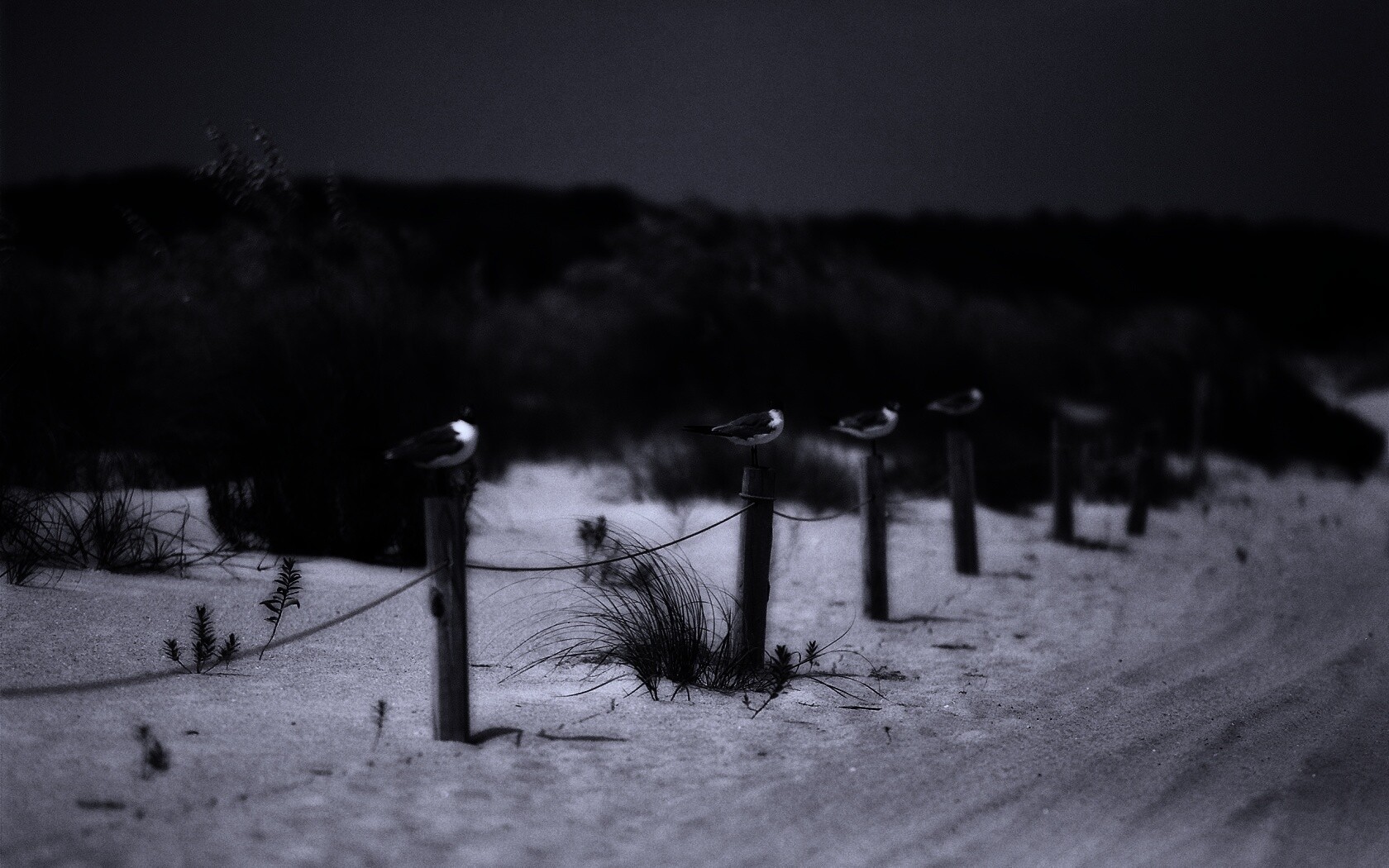 Птички на столбиках обои