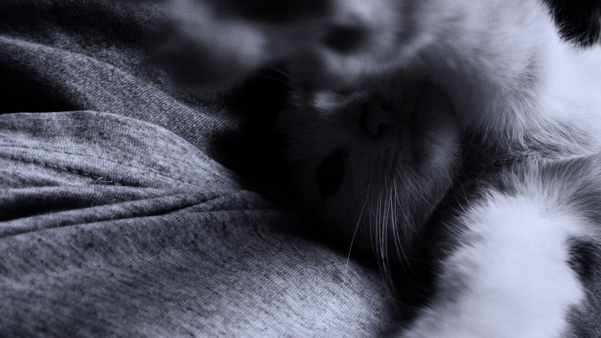Кот фоткает сам себя обои