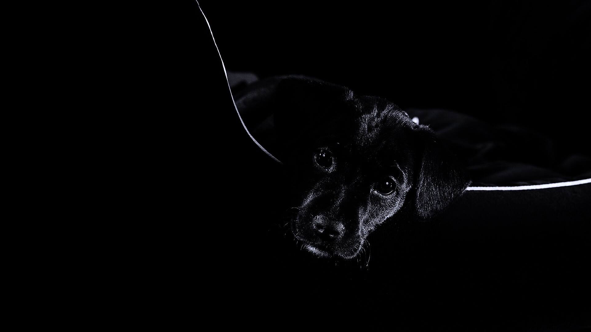 Собака на темном фоне