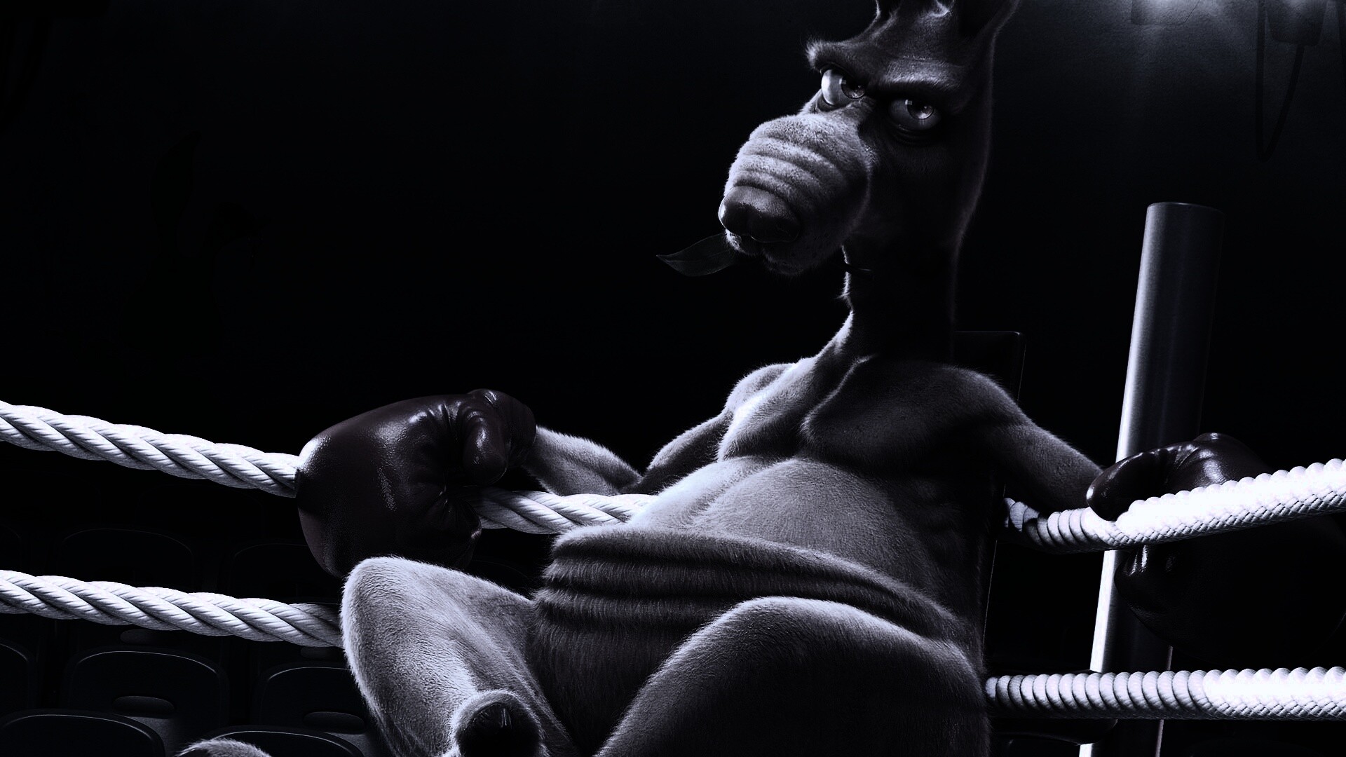 Кенгуру-боксер на ринге обои