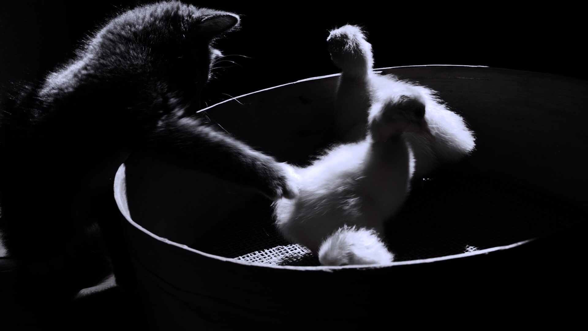 Котенок играет с утятами обои