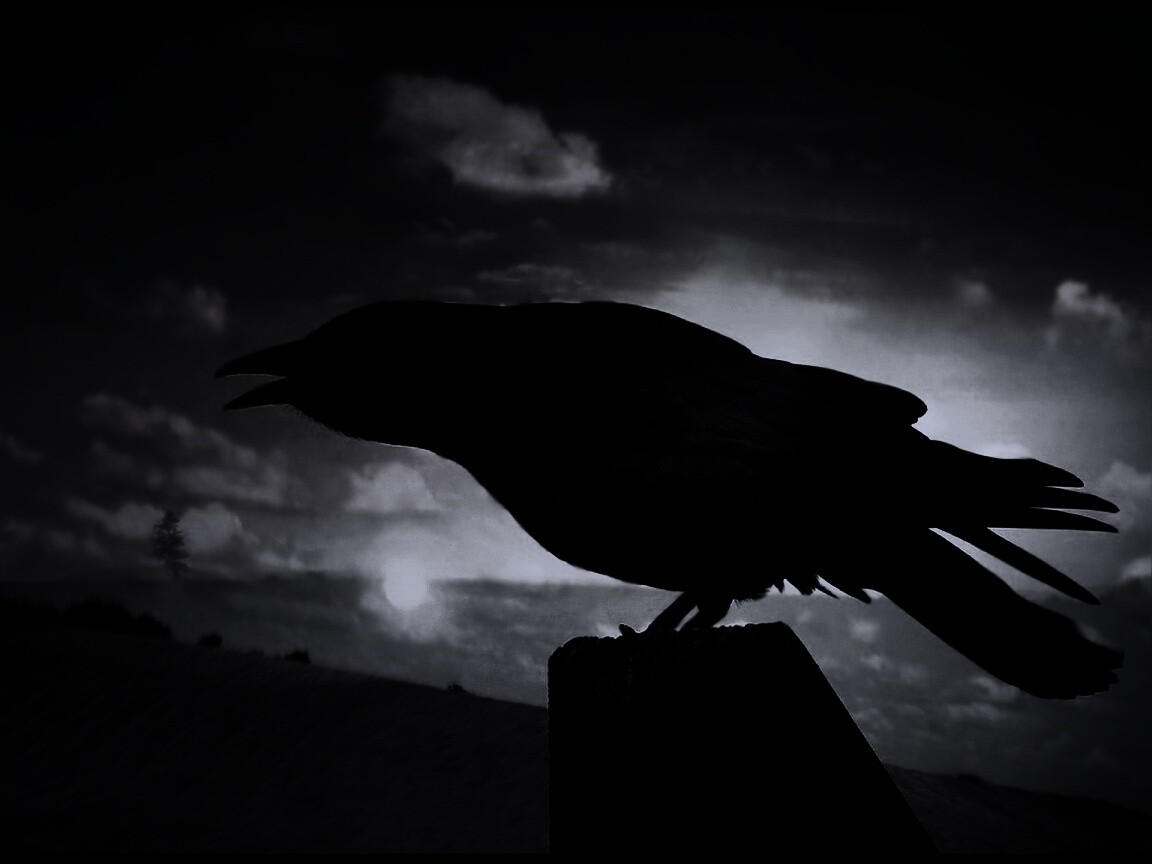 Чёрный ворон обои