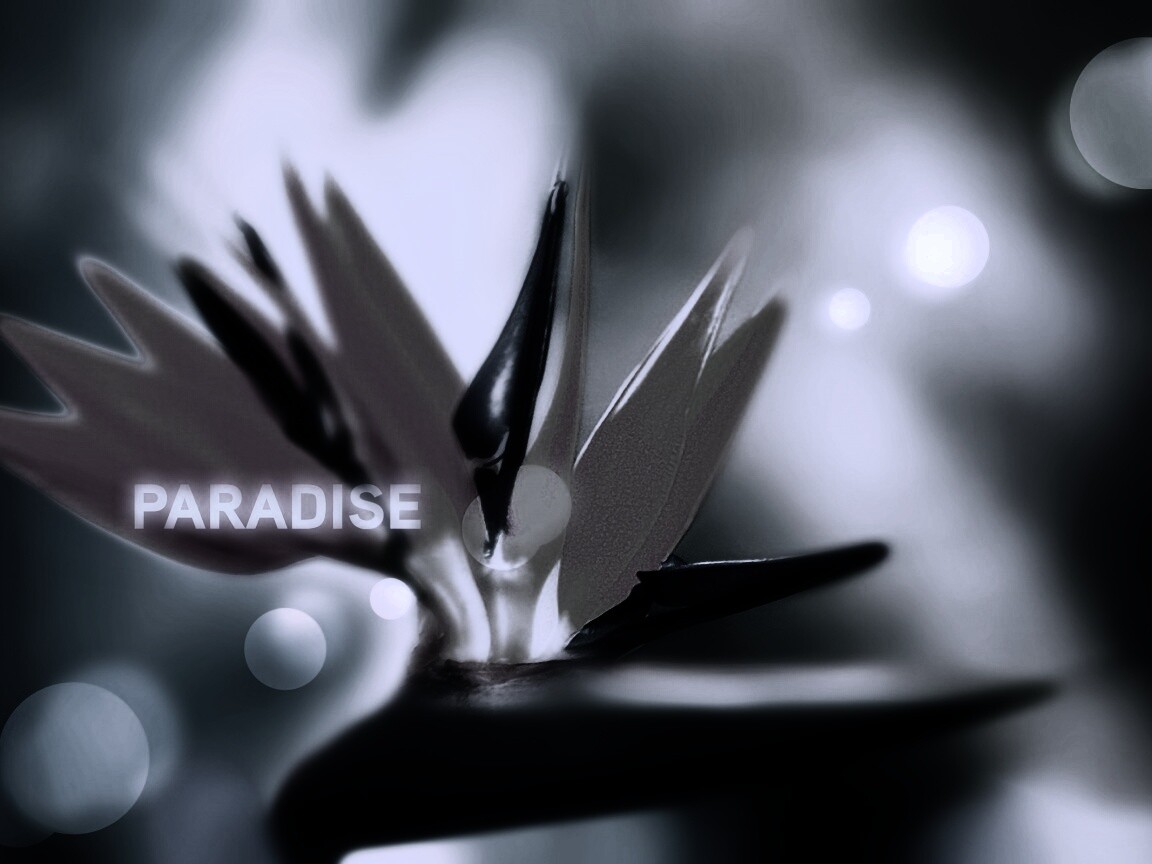 Paradise обои