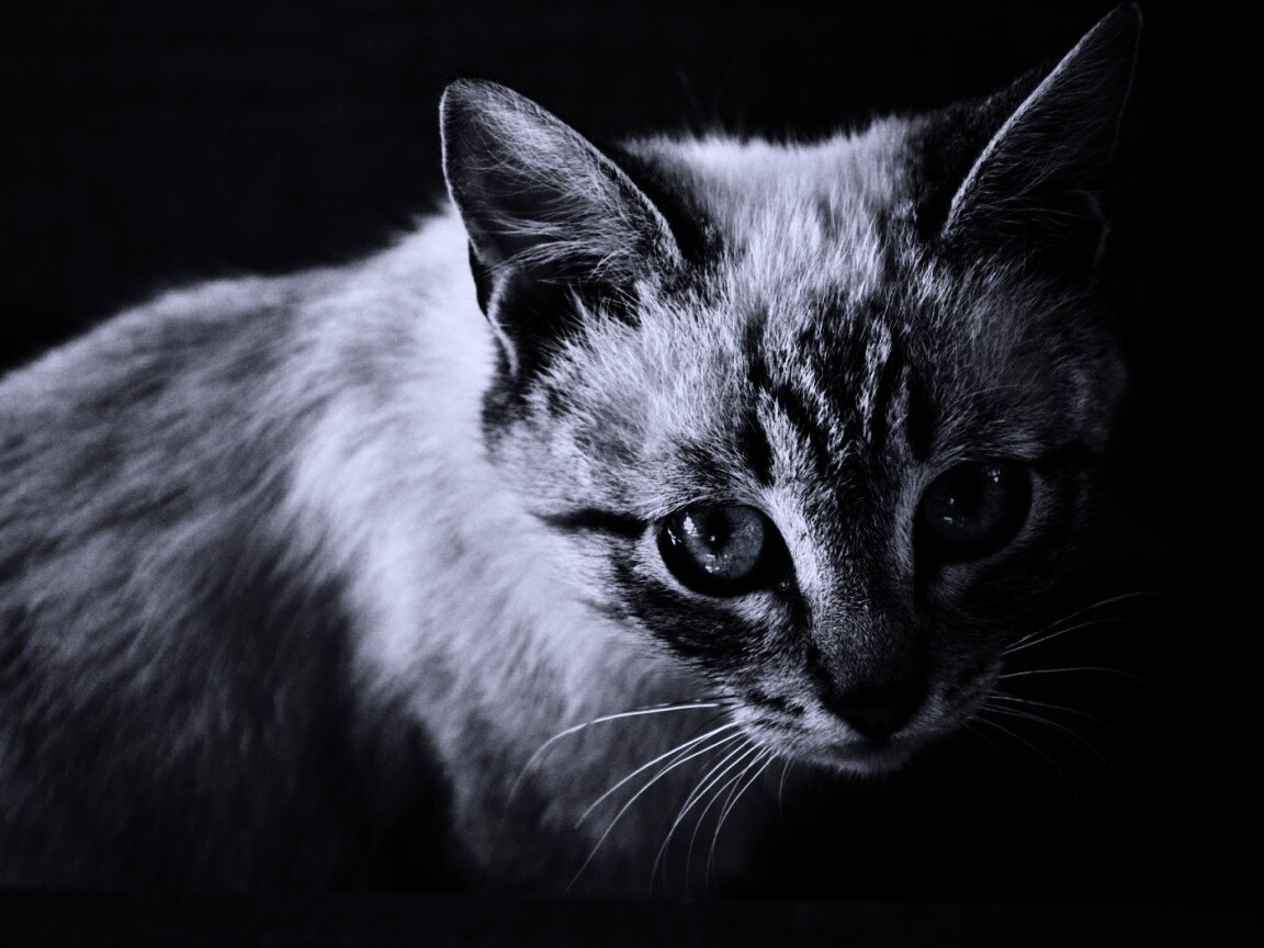 Котенок с синими глазами обои
