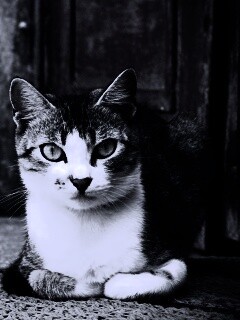 Кошечка на подстилке обои