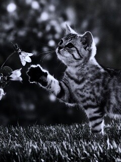 Котенок играет с цветами обои