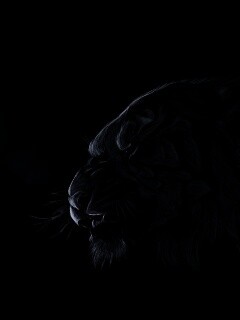 Рисунок грозного тигра обои