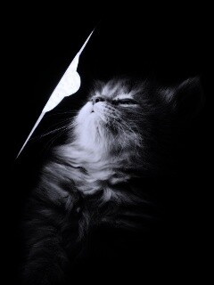 Котя на свету обои