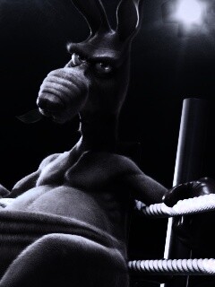 Кенгуру-боксер на ринге обои