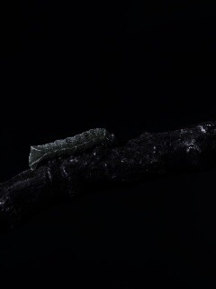 Гусеница на ветке обои