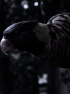 Попугай на канате обои