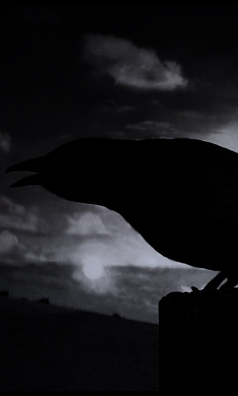 Чёрный ворон обои