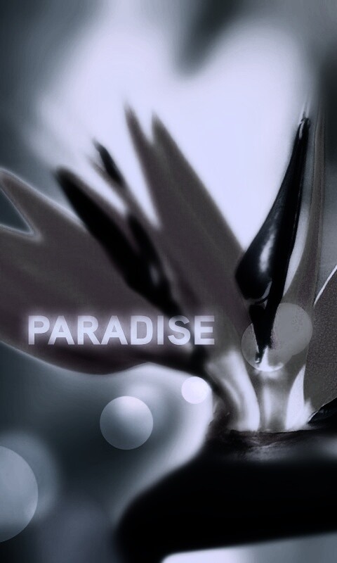 Paradise обои