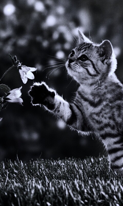 Котенок играет с цветами обои