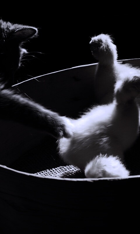 Котенок играет с утятами обои