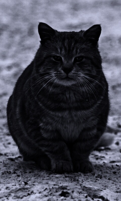Тяжелый взгляд котэ обои
