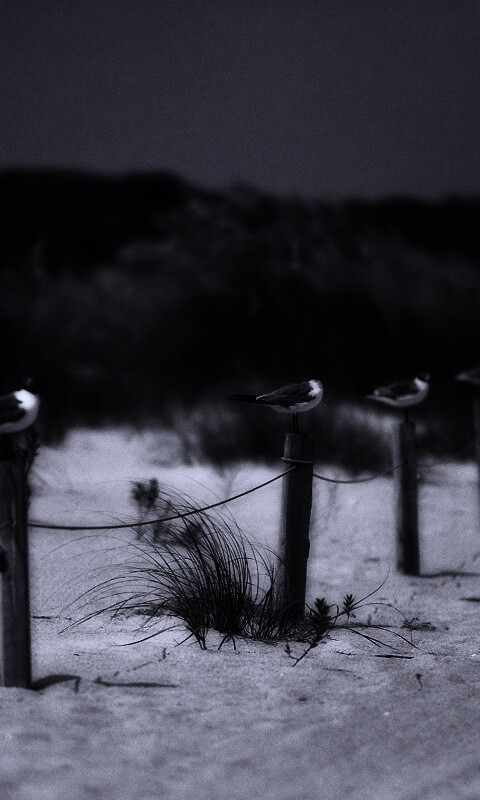 Птички на столбиках обои