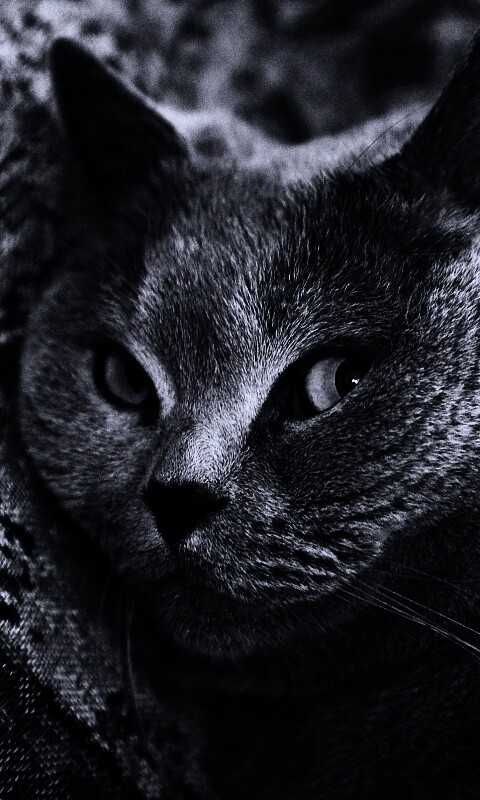 Щекастый британский котик обои