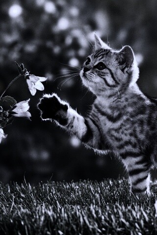 Котенок играет с цветами обои