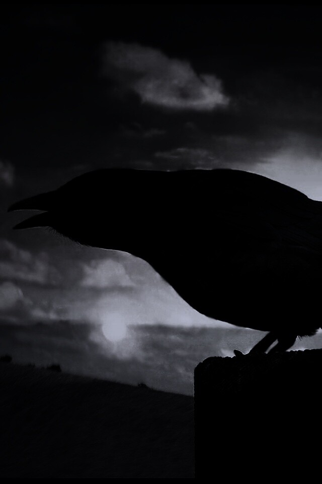 Чёрный ворон обои