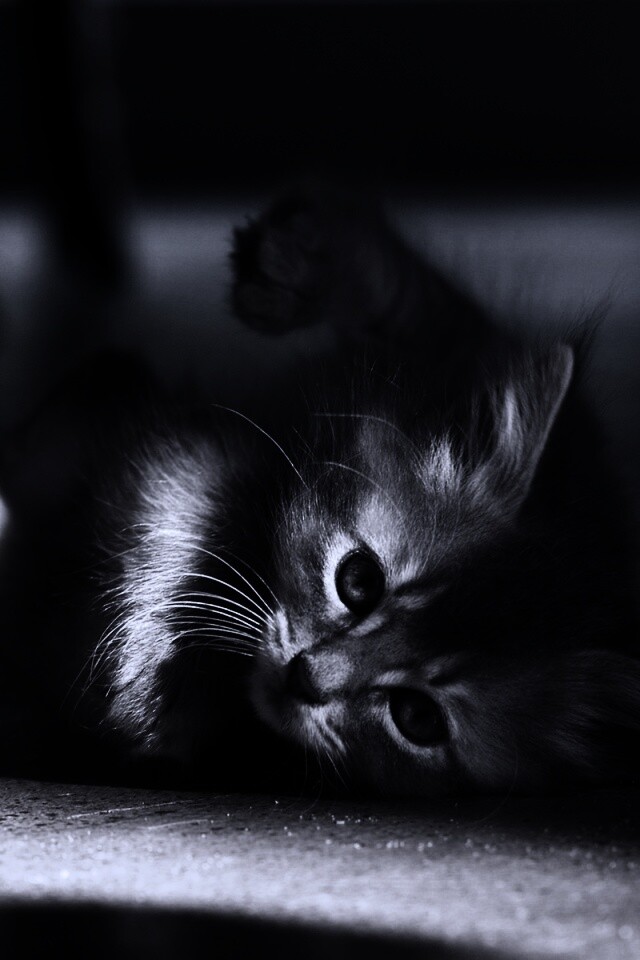 Котенок играет под стулом обои