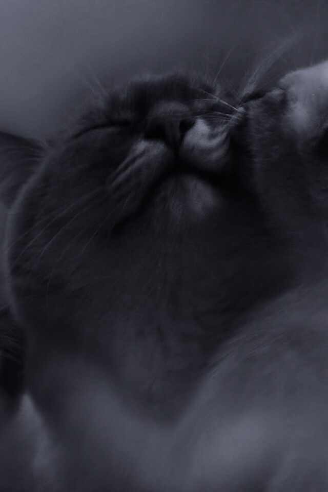 Котята с мамой обои