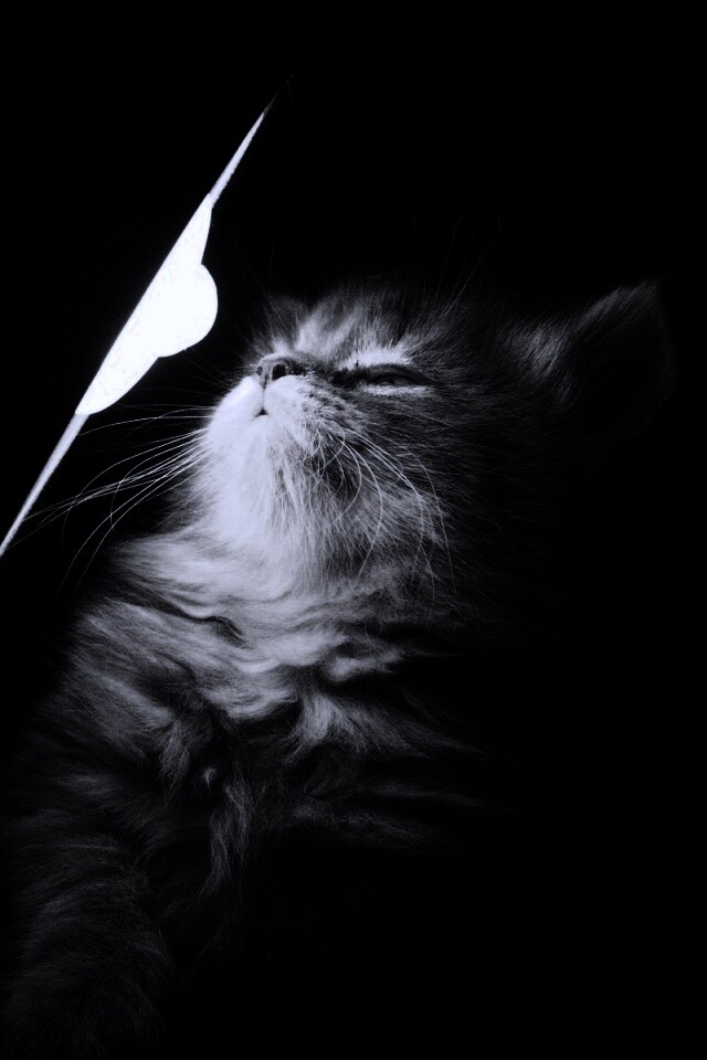 Котя на свету обои